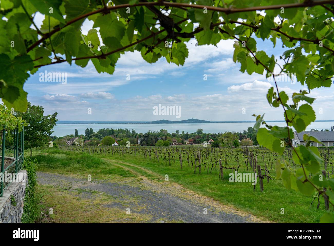 Vignobles jardins de vin au lac Balaton à Baracsony HunGray avec belle vue. Banque D'Images