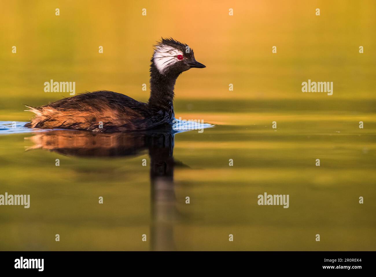 Grebe touffeté blanche (Rollandia rolland), baignade dans le lagon de Pampas, province de la Pampa, Patagonie, Argentine. Banque D'Images