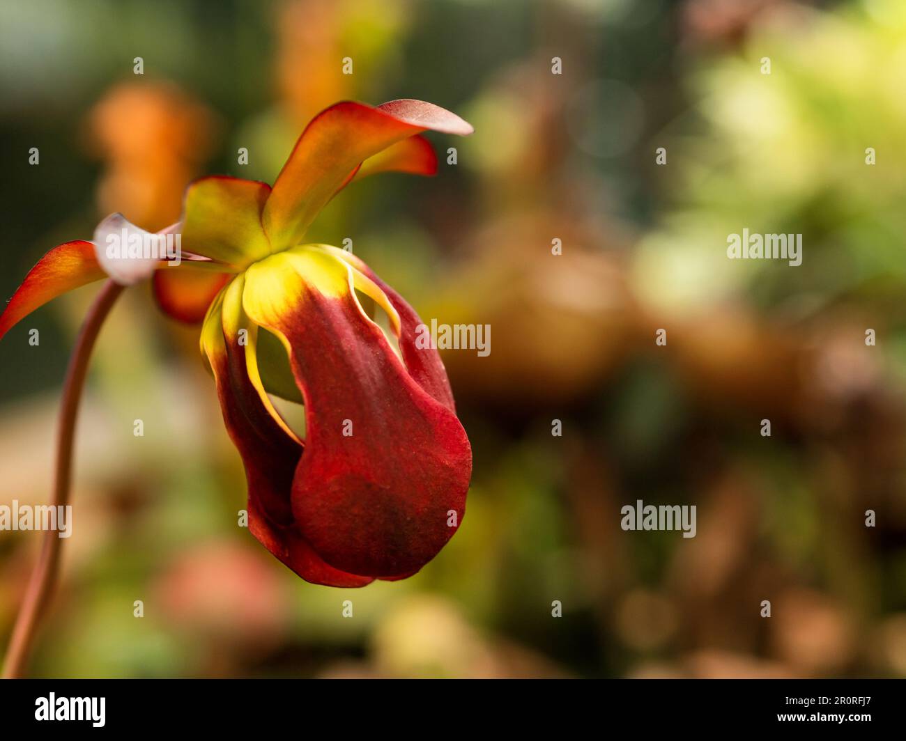 Sarracenia rubra, également connu sous le nom de pichet doux. Gros plan de la plante pourpre, de la plante carnivore brillante. Banque D'Images