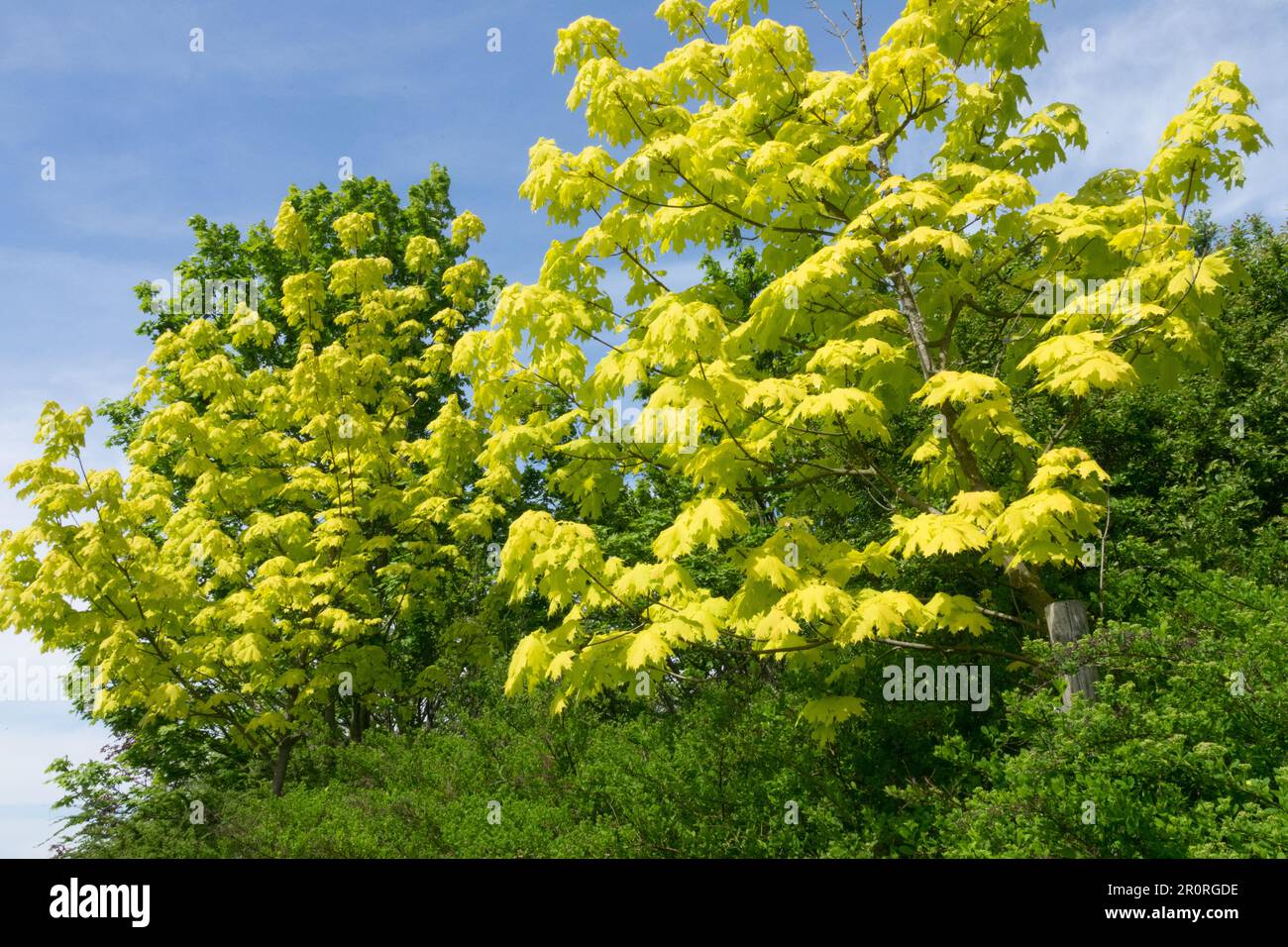 Érable de Norvège, arbres, Acer platanoides 'Princeton Gold', jaune, érable, printemps, météo, Jardin Banque D'Images