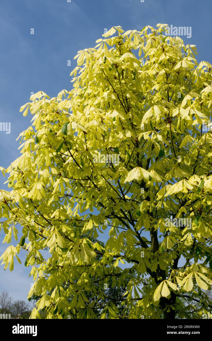 Horsechestnut, arbre, Aesculus hippocastanum 'Wisselink', brillant, jaune, Feuillage Banque D'Images