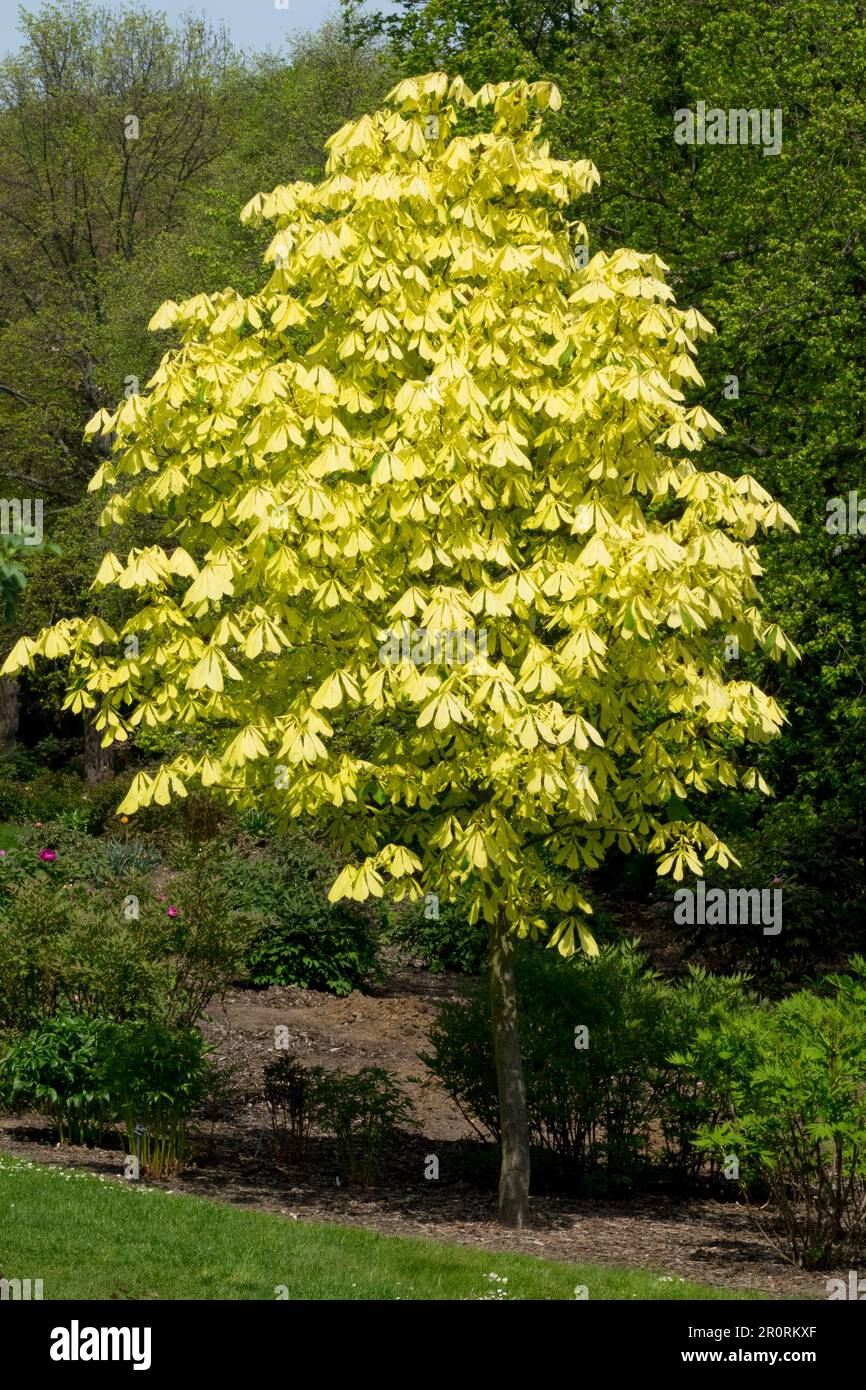 Aesculus hippocastanum arbre, couleur printanière unique Aesculus hippocastanum 'Wisselink' Aesculus arbre cheval Chestnut arbre Banque D'Images