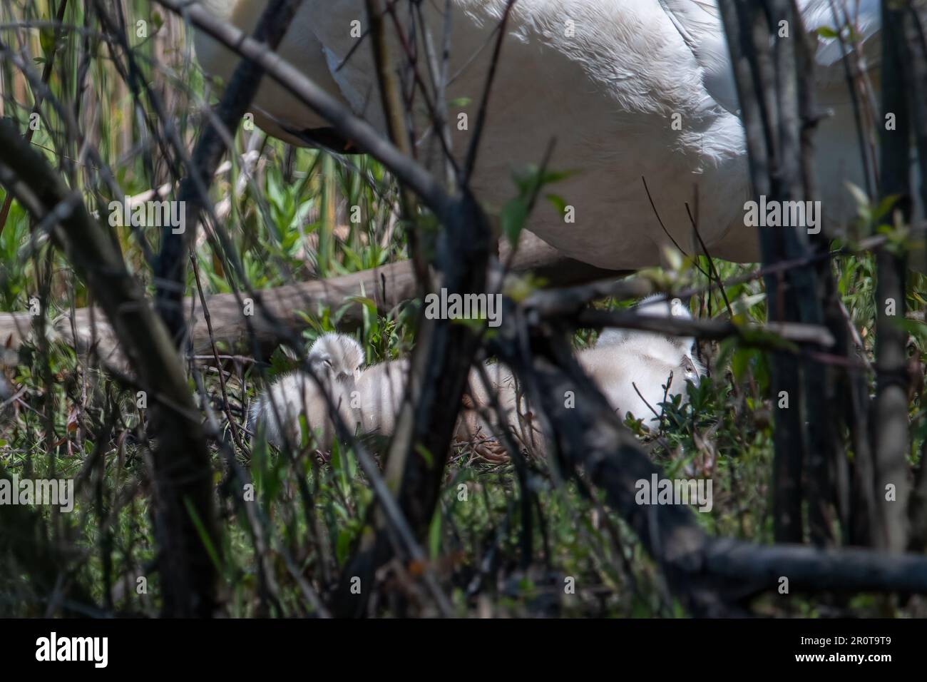 Cygnets vieux de plusieurs jours avec cygnes muets sur la rive. Banque D'Images