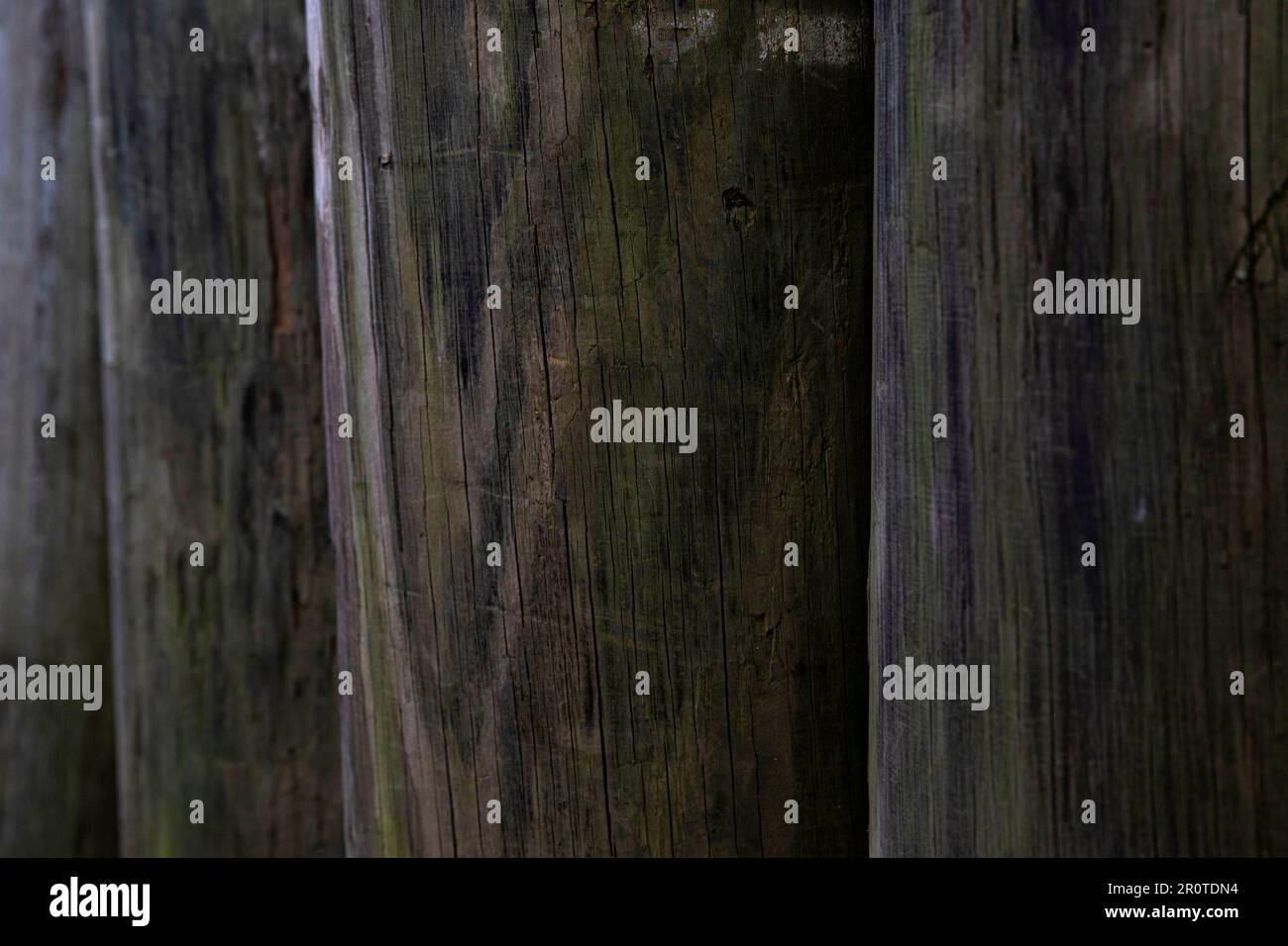 gros plan du grain de bois sur des poteaux ronds en bois Banque D'Images