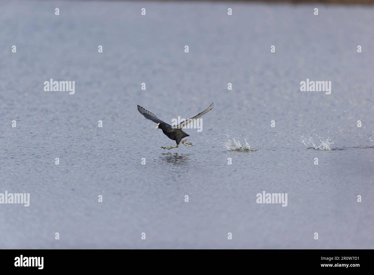 Coot eurasien Fulica atra, adulte courant dans l'eau, Suffolk, Angleterre, mai Banque D'Images