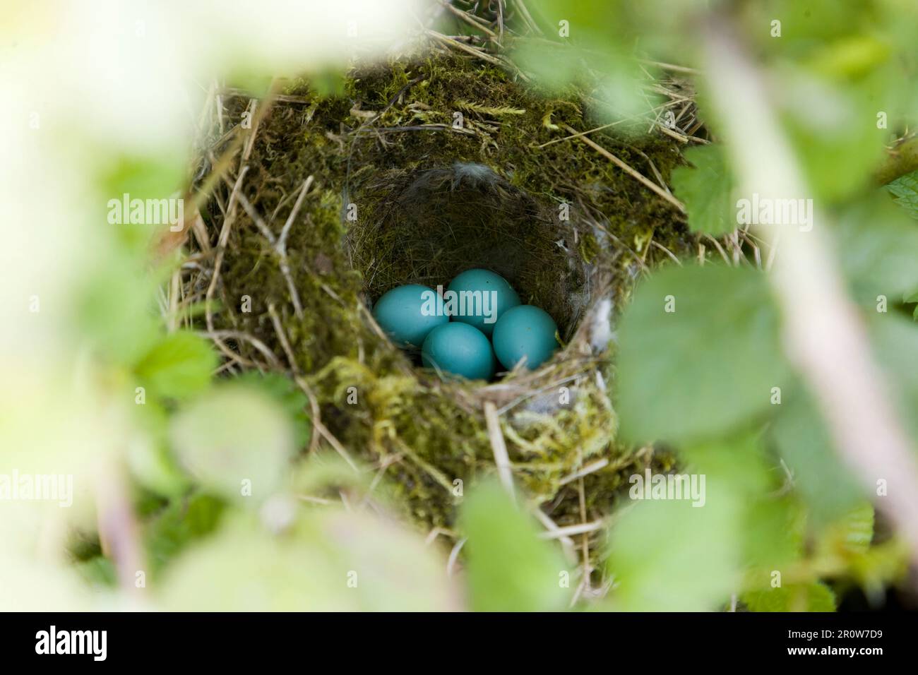 Dunnock Prunella modularis, nid contenant 4 œufs, Suffolk, Angleterre, mai Banque D'Images