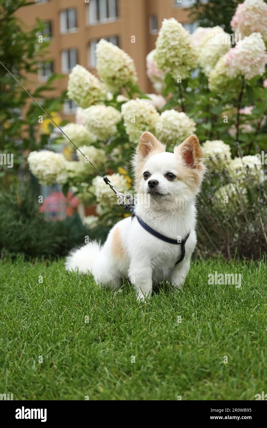 Mignon Chihuahua avec laisse sur l'herbe verte dans le parc. Chien marchant Banque D'Images