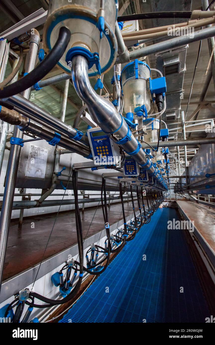 Province de Kyzylorda - 02 mai 2012 : machine moderne de traite à la ferme Banque D'Images