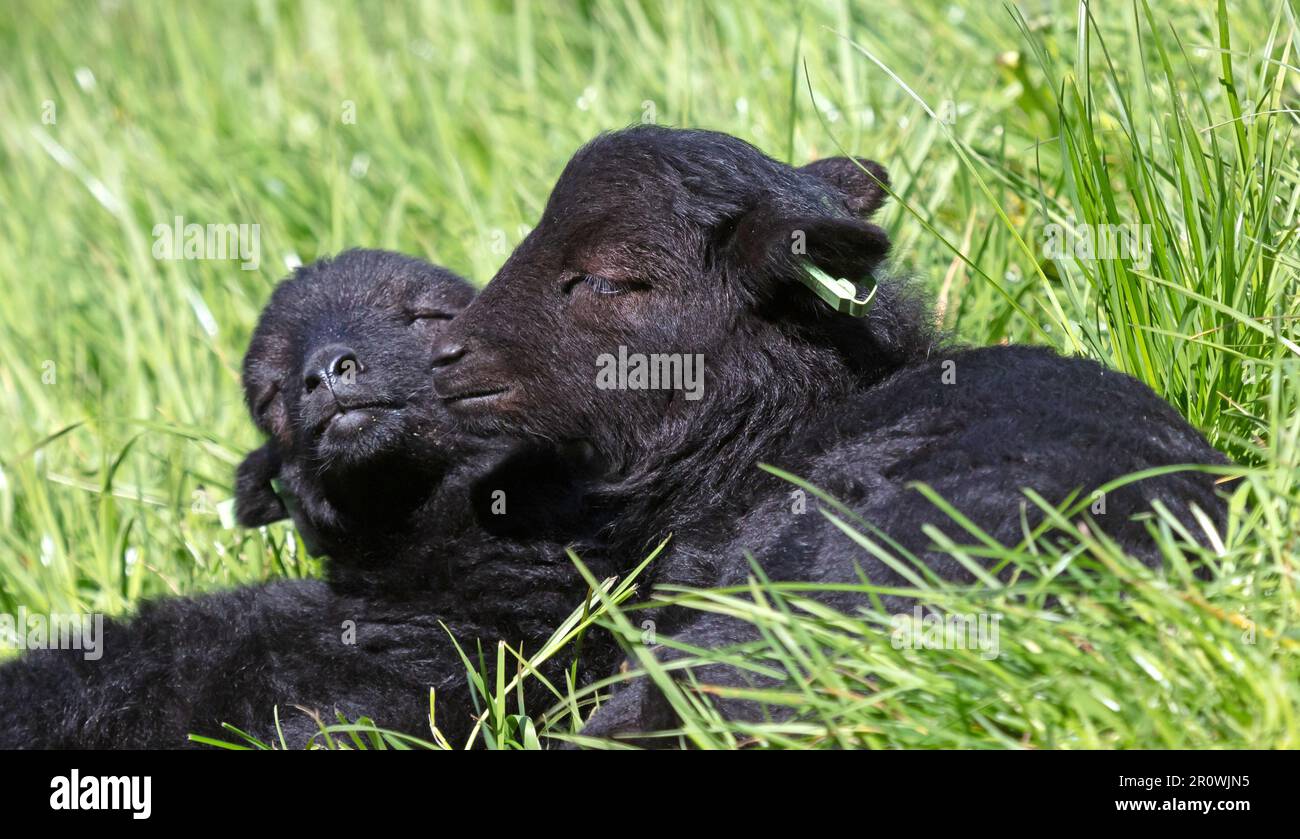 Deux jeunes moutons noirs reposant sur l'herbe, foyer sélectif Banque D'Images