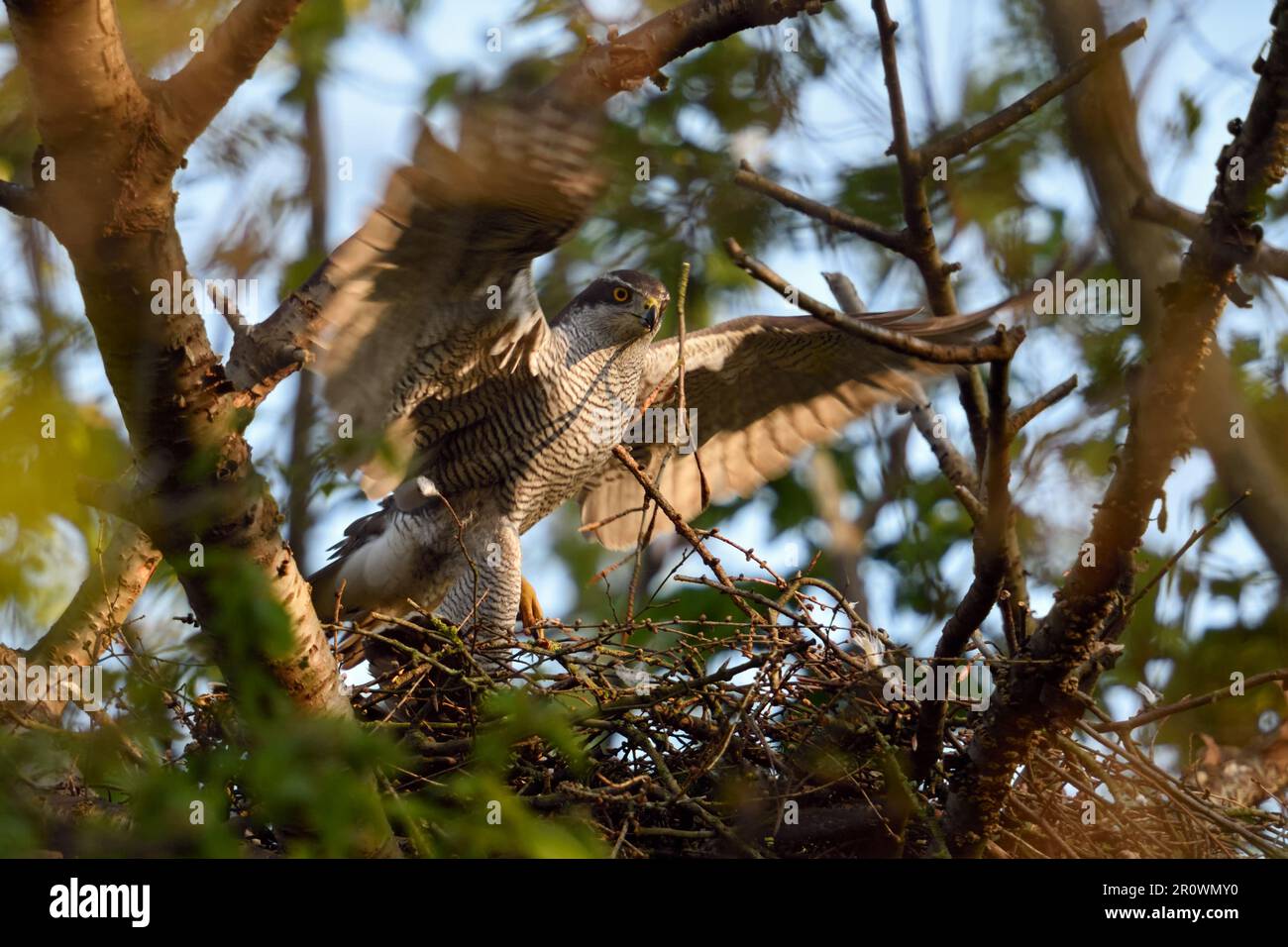approche... Palpeur du Nord ( Accipiter gentilis ), oiseau de proie mâle, tercile à eyrie Banque D'Images