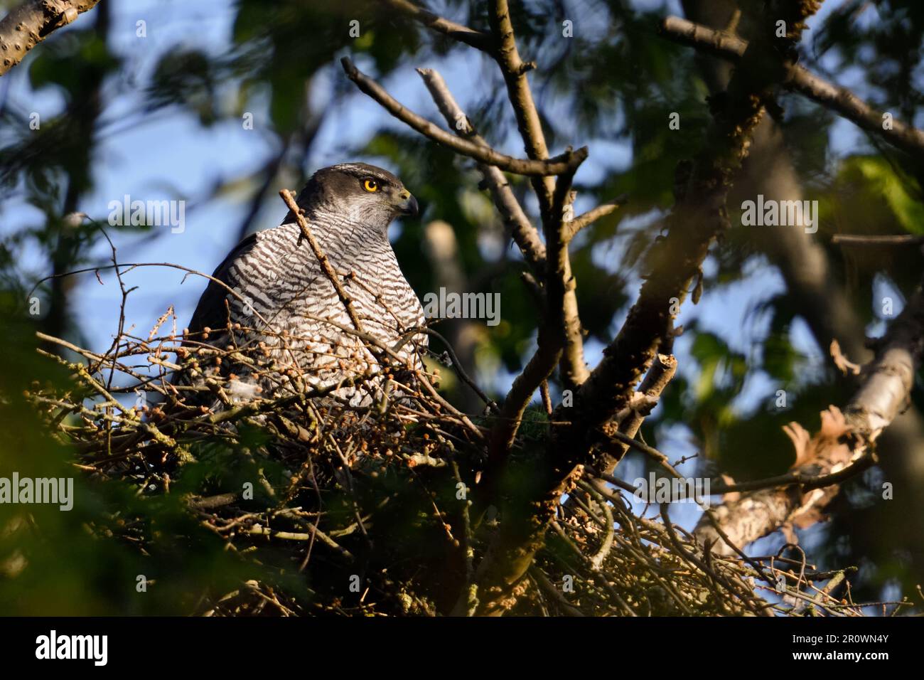 au soleil du matin... Palpeur du Nord ( Accipiter gentilis ), goshawk femelle sur l'eyrie Banque D'Images