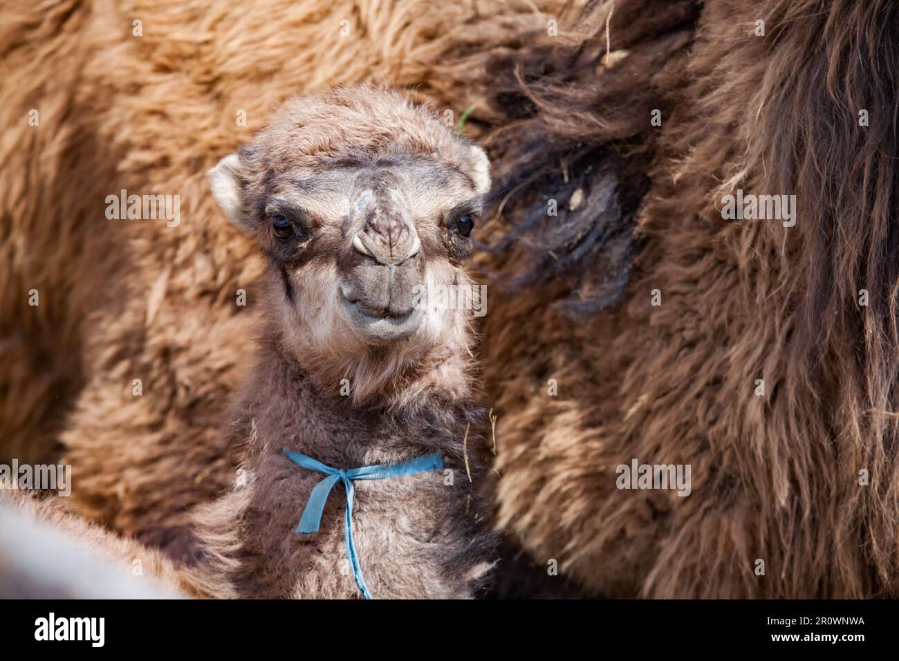 Photo de bébé chameau en gros plan. Ferme au Kazakhstan. Banque D'Images