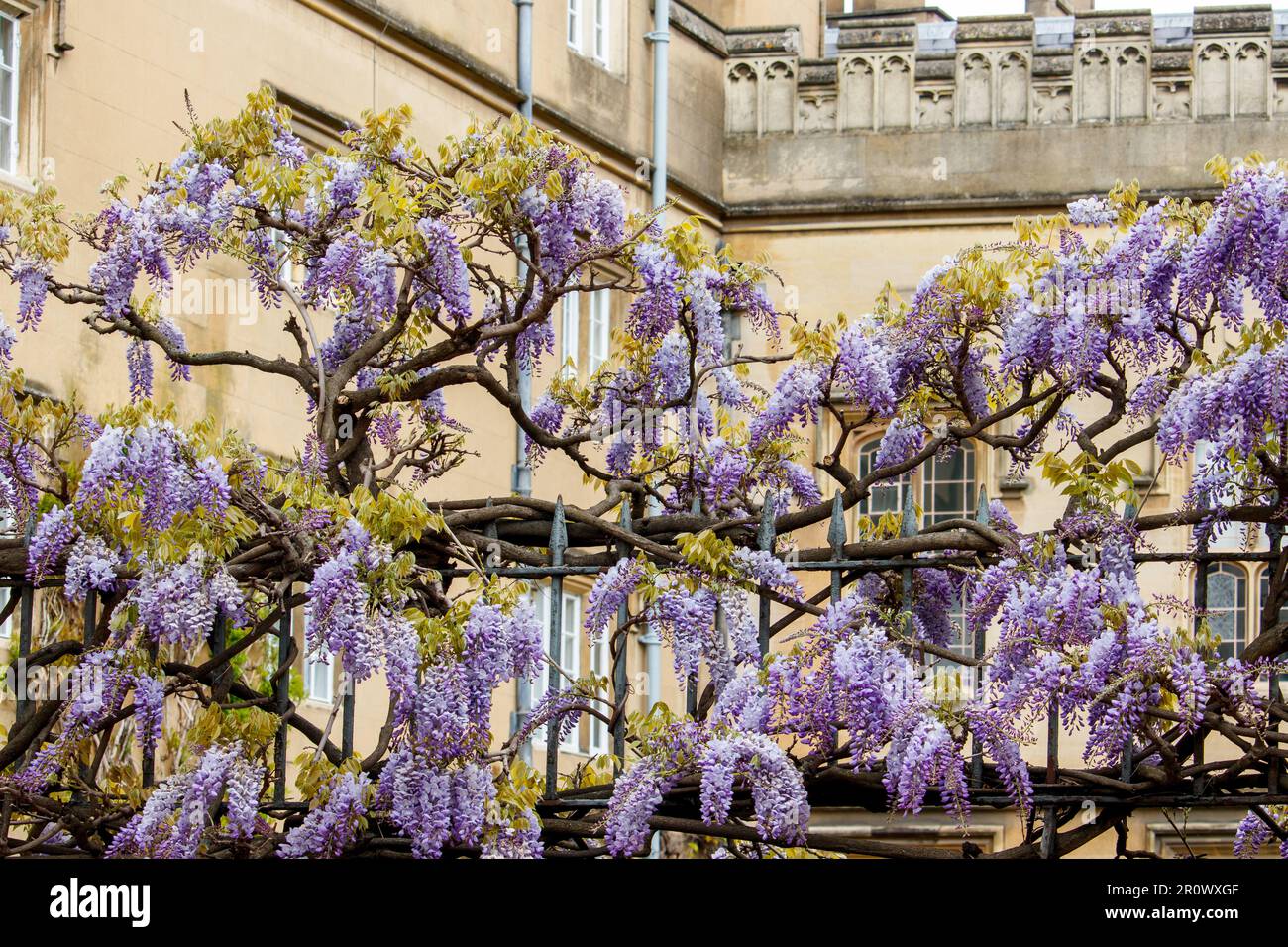 Une usine de wisteria en pleine floraison sur la clôture de jardin de Sidney Sussex College, Cambridge. La photo a été prise sur un terrain public dans la rue Sidney. Banque D'Images