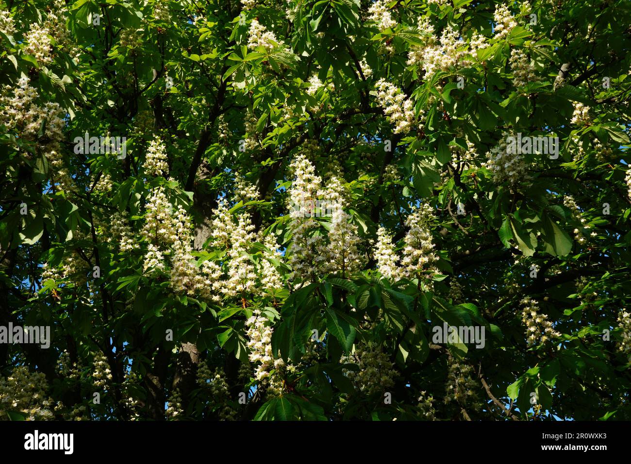 Châtaigne de cheval (aesculus hippocastanum) fond de fleurs blanches Banque D'Images