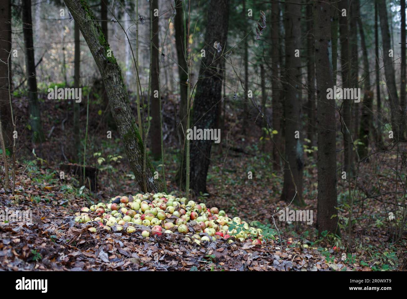 Empiler avec des pommes endommagées. Jardin et déchets alimentaires, compost. Pile de pommes pourries sur le sol dans la nature en décomposition de pommes dans la forêt Banque D'Images