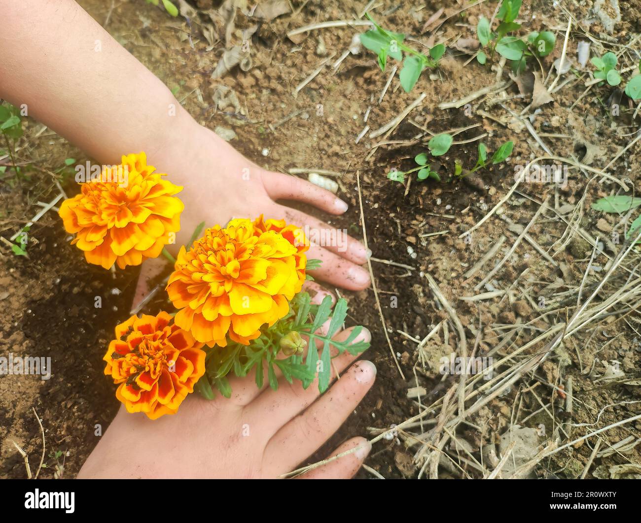 Planter une plante rouge jaune dans le jardin. Banque D'Images