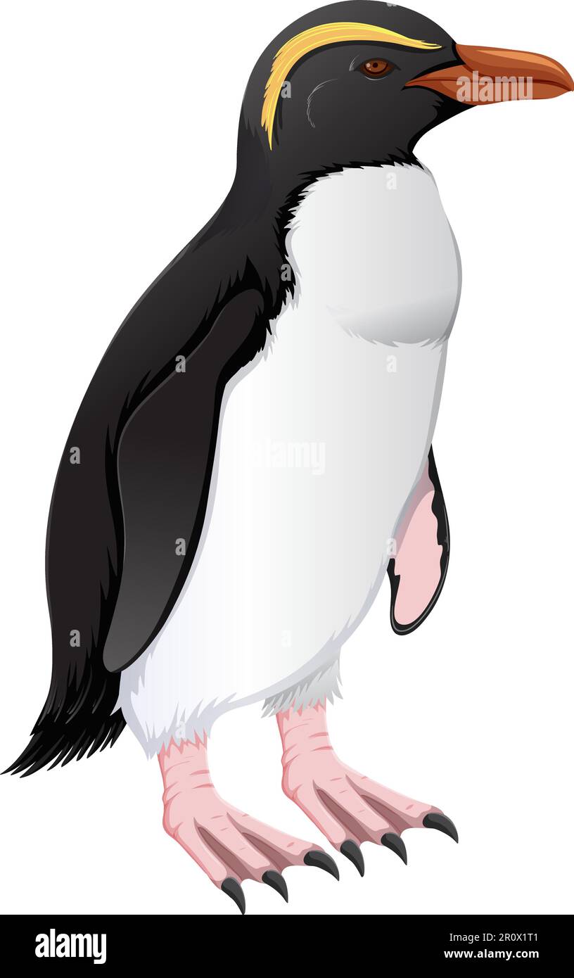 Fiordland Penguin sur fond blanc Illustration de Vecteur