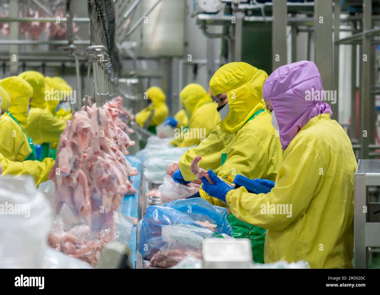 QC tenant une carcasse de poulet en vérifiant la température du thermomètre à viande dans l'usine de pièces de poulet. Banque D'Images
