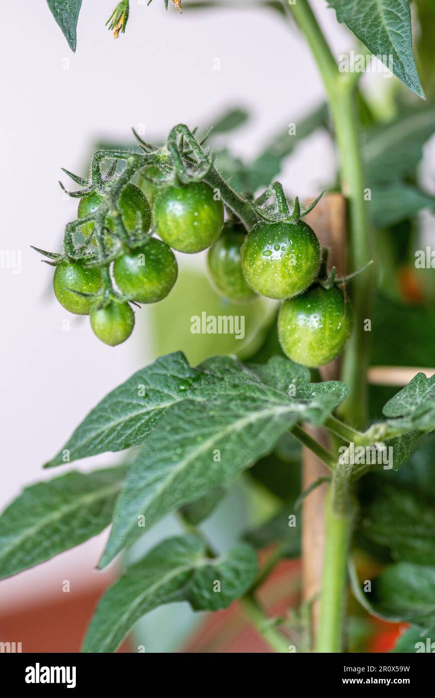 Bouquet de tomates cerises vertes pendantes bio fraîches et non mûres, gros plan. Concept d'agriculture biologique, bio-produit, bio-écologie, ferme intégrée Banque D'Images