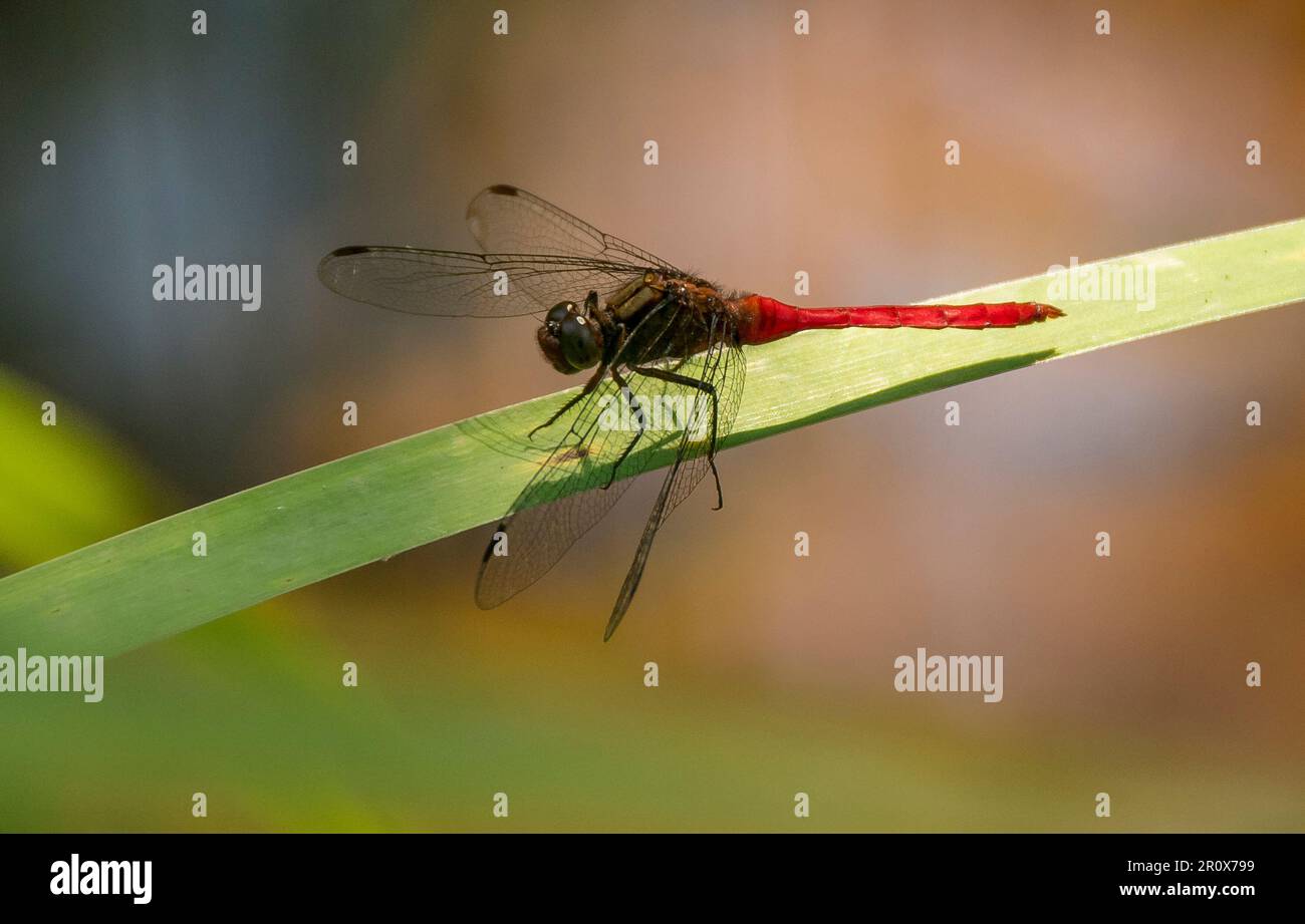 Rouge australien Skimmer Dragonfly, Orthetrum villosovittatum, sur une feuille étroite au-dessus de l'eau. Été, Queensland. Abdomen rouge, thorax foncé. Banque D'Images