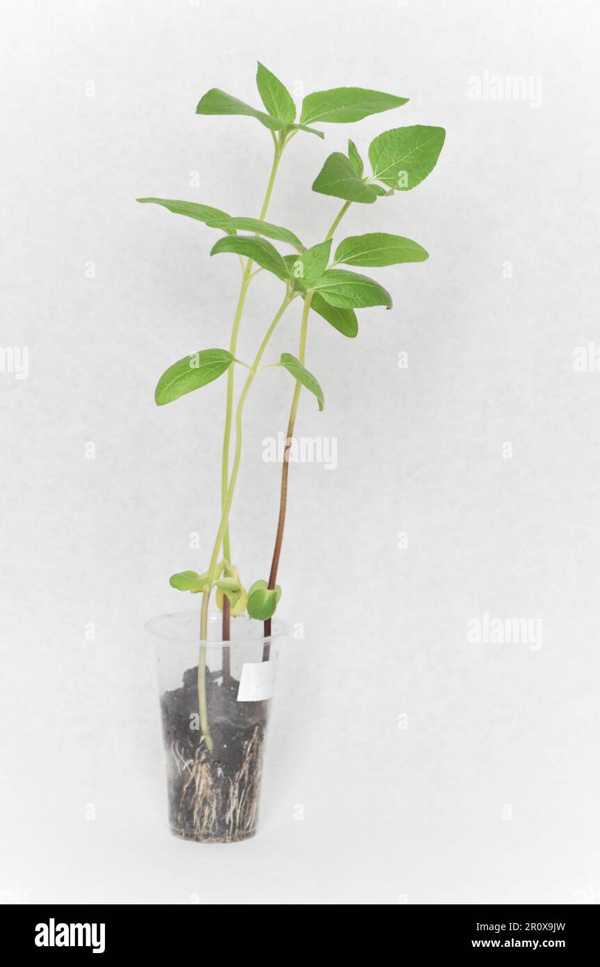 Trois semis de tournesol leggy qui sont prêts à être plantés dans le jardin. Ils sont cultivés dans une tasse en plastique transparent sur fond blanc Banque D'Images