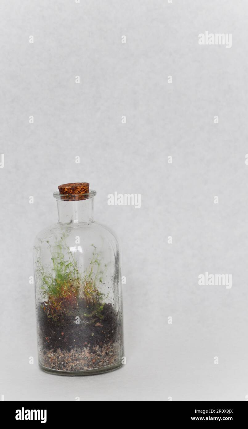 Une petite bouteille de terrarium faite d'une bouteille recyclée, avec de la mousse et de la fougères. Définir sur un arrière-plan blanc comme une prise de vue en studio avec un espace de copie Banque D'Images