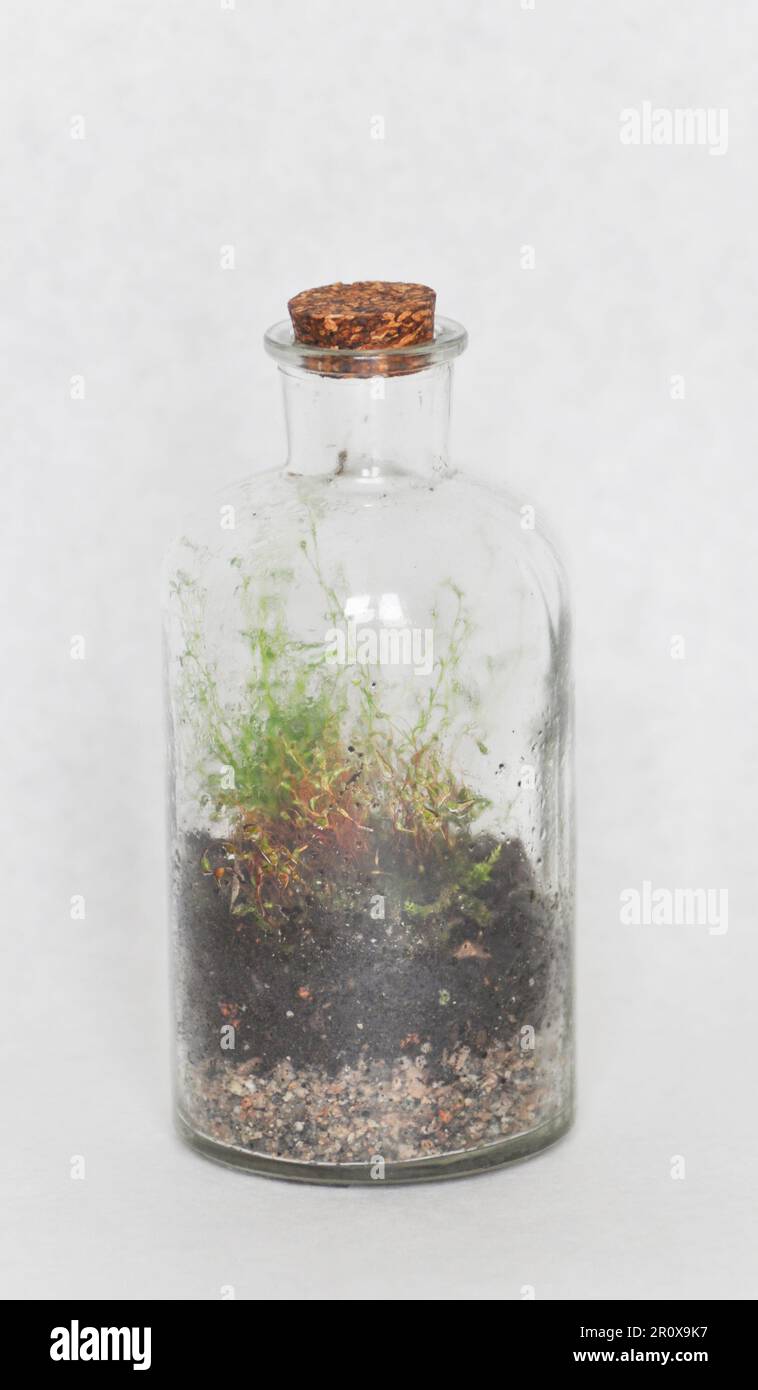 Une petite bouteille de terrarium faite d'une bouteille recyclée, avec de la mousse et de la fougères. Définir sur un arrière-plan blanc comme une prise de vue en studio avec un espace de copie Banque D'Images