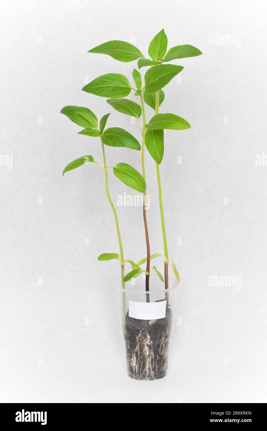 Trois semis de tournesol leggy qui sont prêts à être plantés dans le jardin. Ils sont cultivés dans une tasse en plastique transparent sur fond blanc Banque D'Images