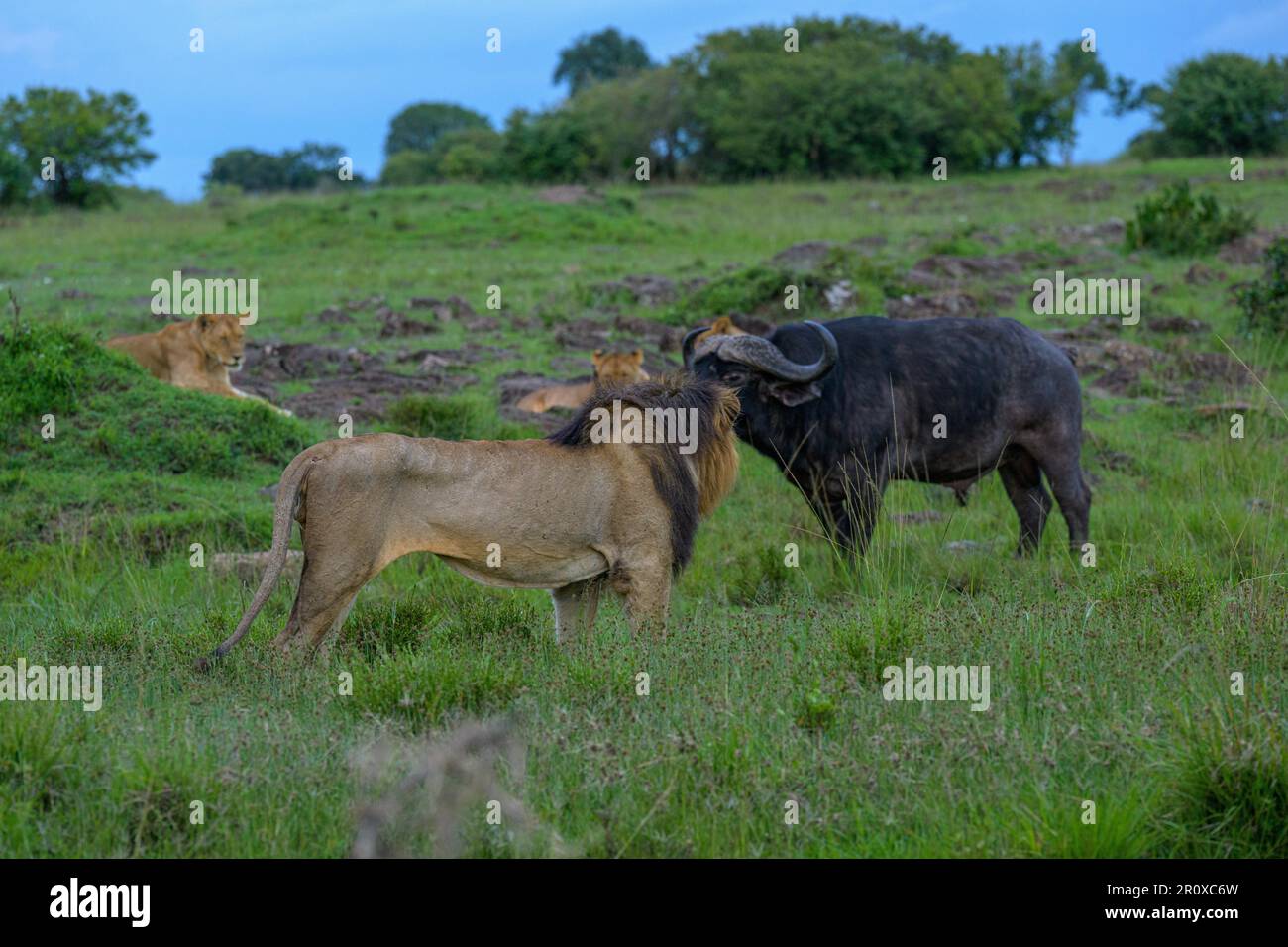 Un match palpitant entre le bison et le lion. Des images PALPITANTES d'un buffle entouré de DOUZE lions tout en s'échappant indemne Banque D'Images
