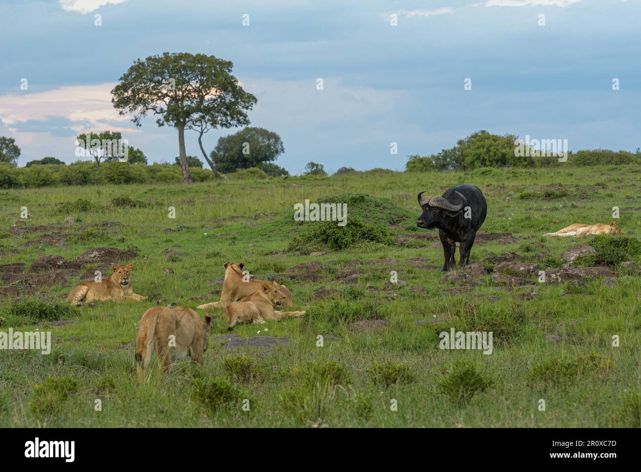 Douze lions étaient prêts à attaquer le bison. Des images PALPITANTES d'un buffle entouré de DOUZE lions tout en s'échappant indemne à la fin Banque D'Images