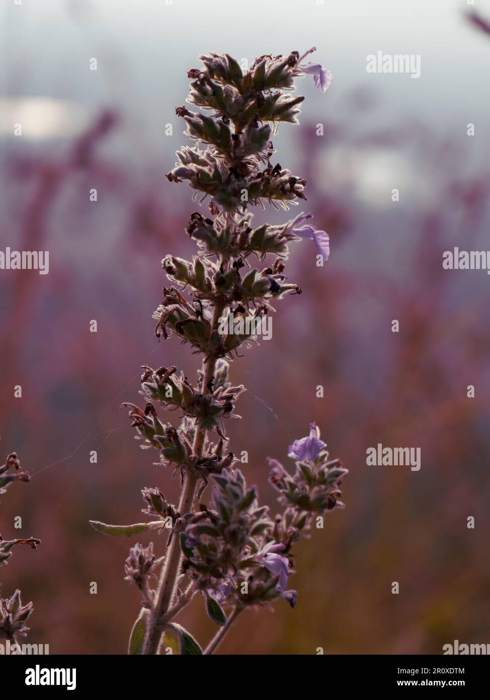 L'amour est comme des fleurs sauvages; on le trouve souvent dans les endroits les plus peu probables. Banque D'Images