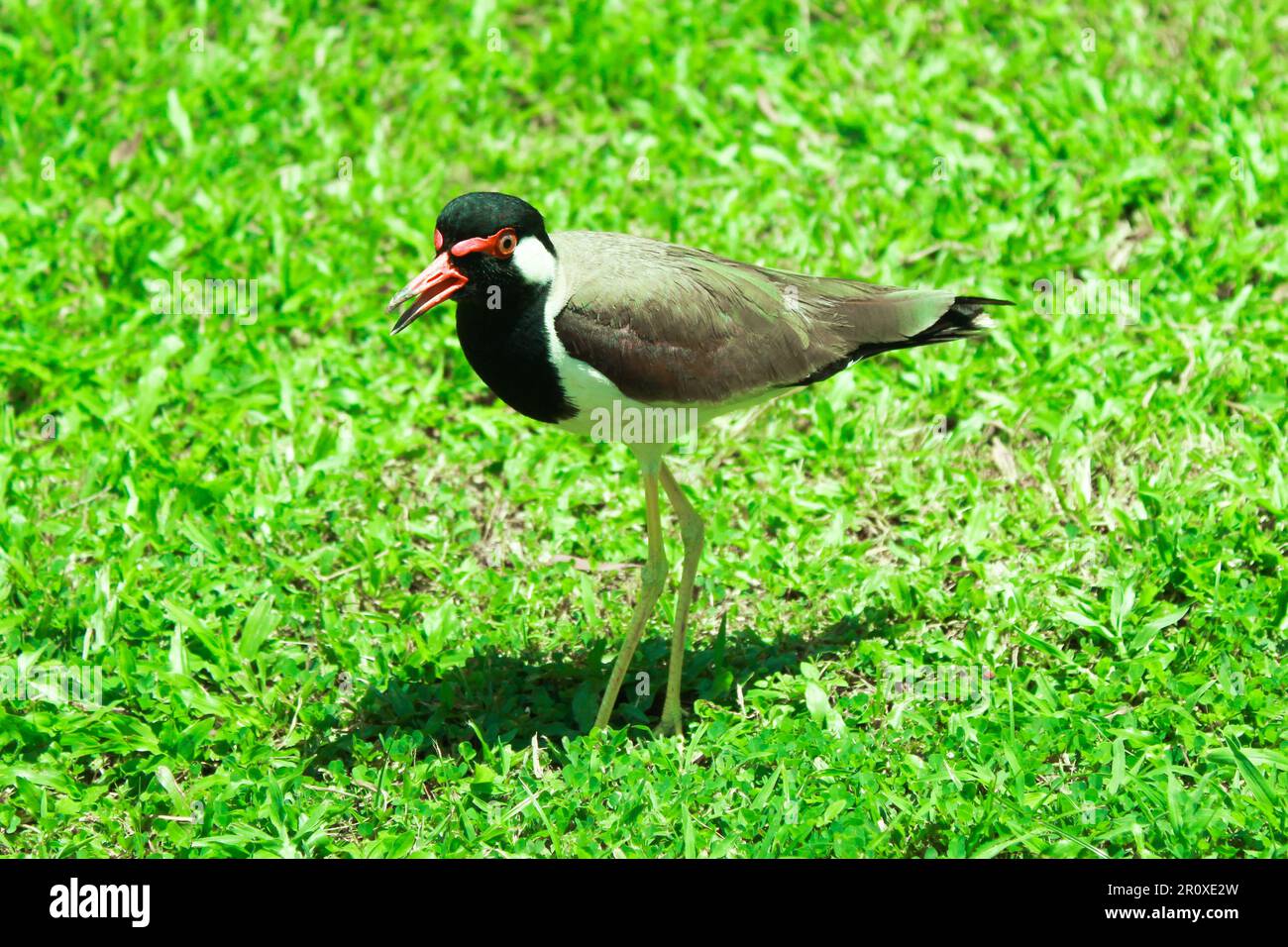 Gros plan d'un oiseau à tête de lapin rouge (Vanellus indicus) Banque D'Images