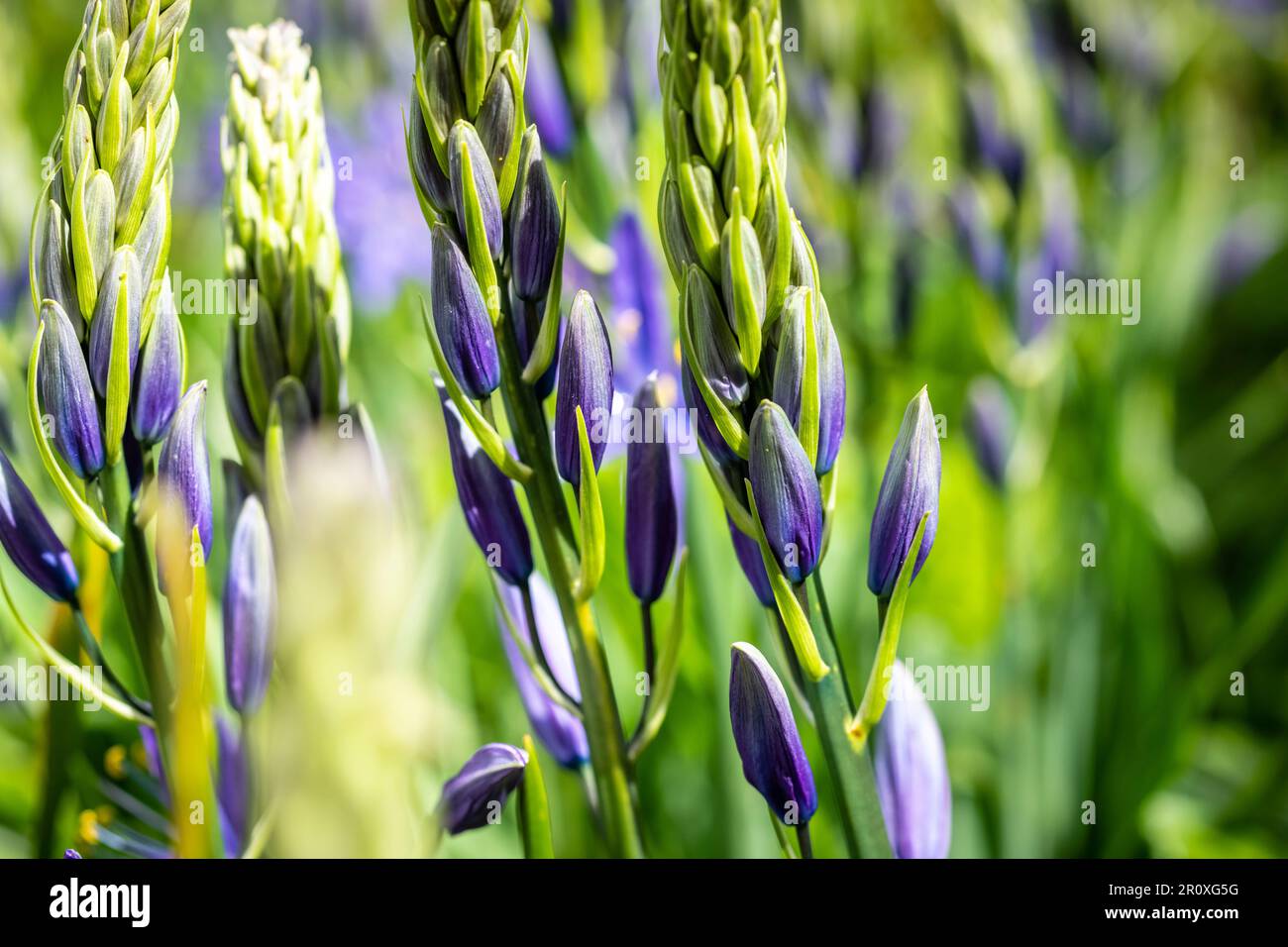 Camassia hautes flèches de fleurs généralement bleues vives, un affichage brillant et audacieux. Camas en plein soleil, Camas petits ou communs, Camas Lily Banque D'Images