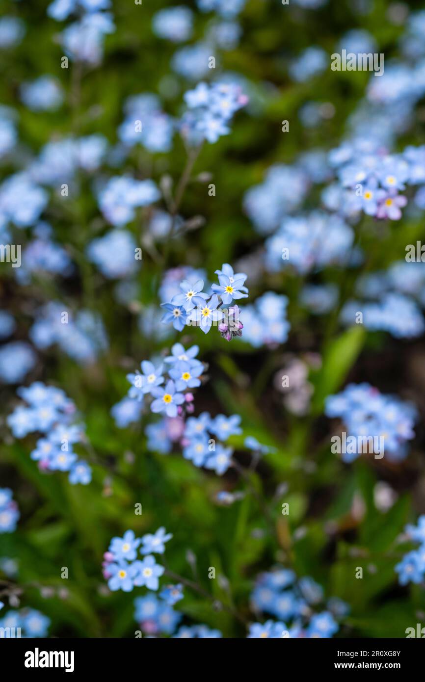 Alpine Forget-me-Not avec des fleurs bleu indigo sur de courtes branches. centre jaune chaud qui reviendra et fournira une touche de couleur Banque D'Images