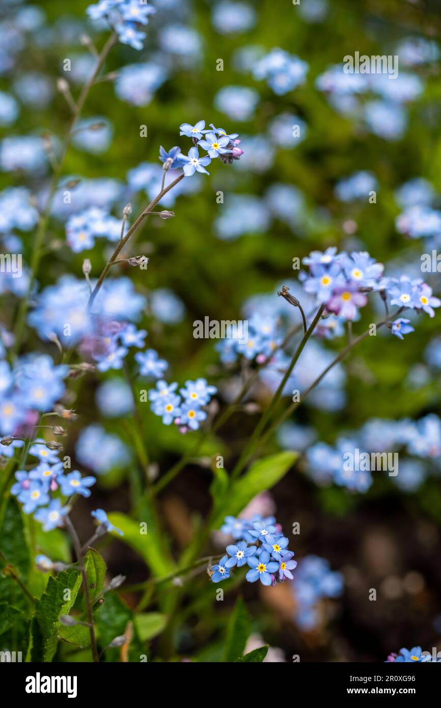 Alpine Forget-me-Not avec des fleurs bleu indigo sur de courtes branches. centre jaune chaud qui reviendra et fournira une touche de couleur Banque D'Images