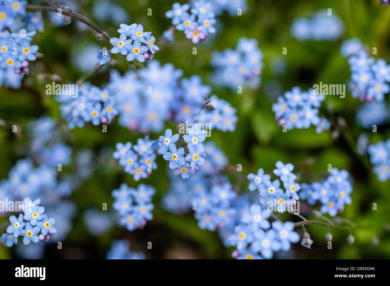 Alpine Forget-me-Not avec des fleurs bleu indigo sur de courtes branches. centre jaune chaud qui reviendra et fournira une touche de couleur Banque D'Images
