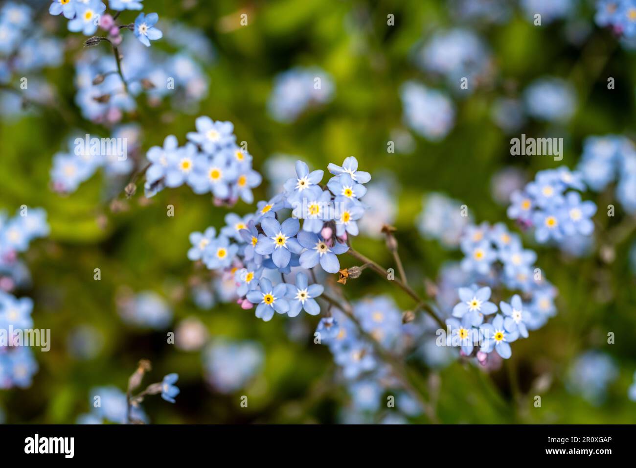 Alpine Forget-me-Not avec des fleurs bleu indigo sur de courtes branches. centre jaune chaud qui reviendra et fournira une touche de couleur Banque D'Images