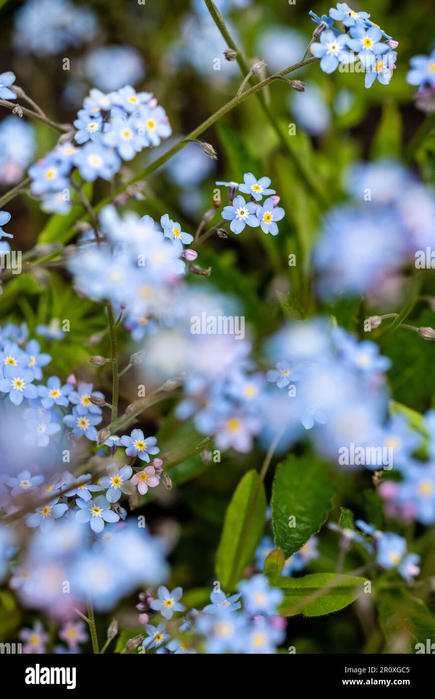 Alpine Forget-me-Not avec des fleurs bleu indigo sur de courtes branches. centre jaune chaud qui reviendra et fournira une touche de couleur Banque D'Images