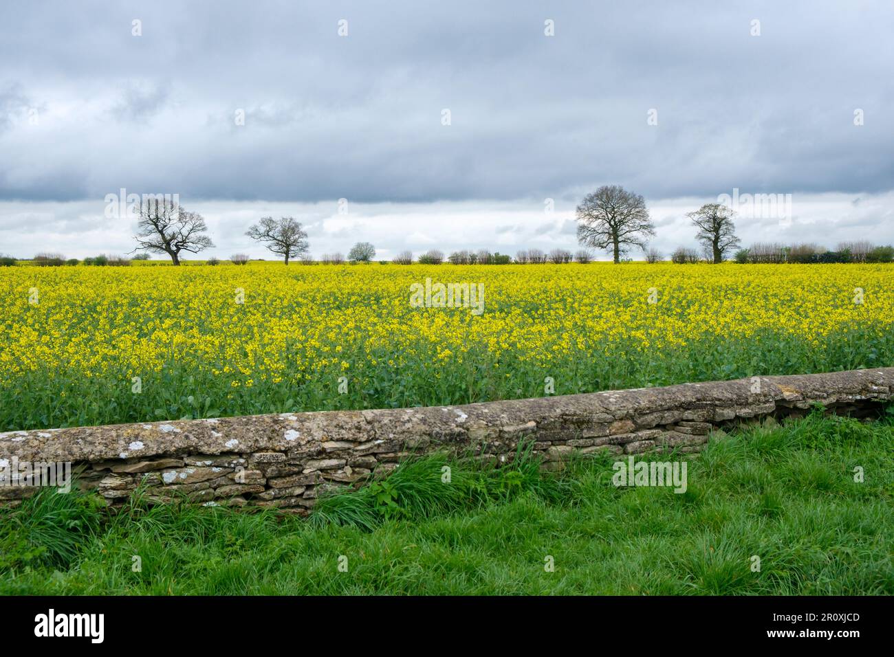 Un champ de colza oléagineux derrière un mur de pierre sèche bas dans les Cotswolds, au Royaume-Uni. Banque D'Images