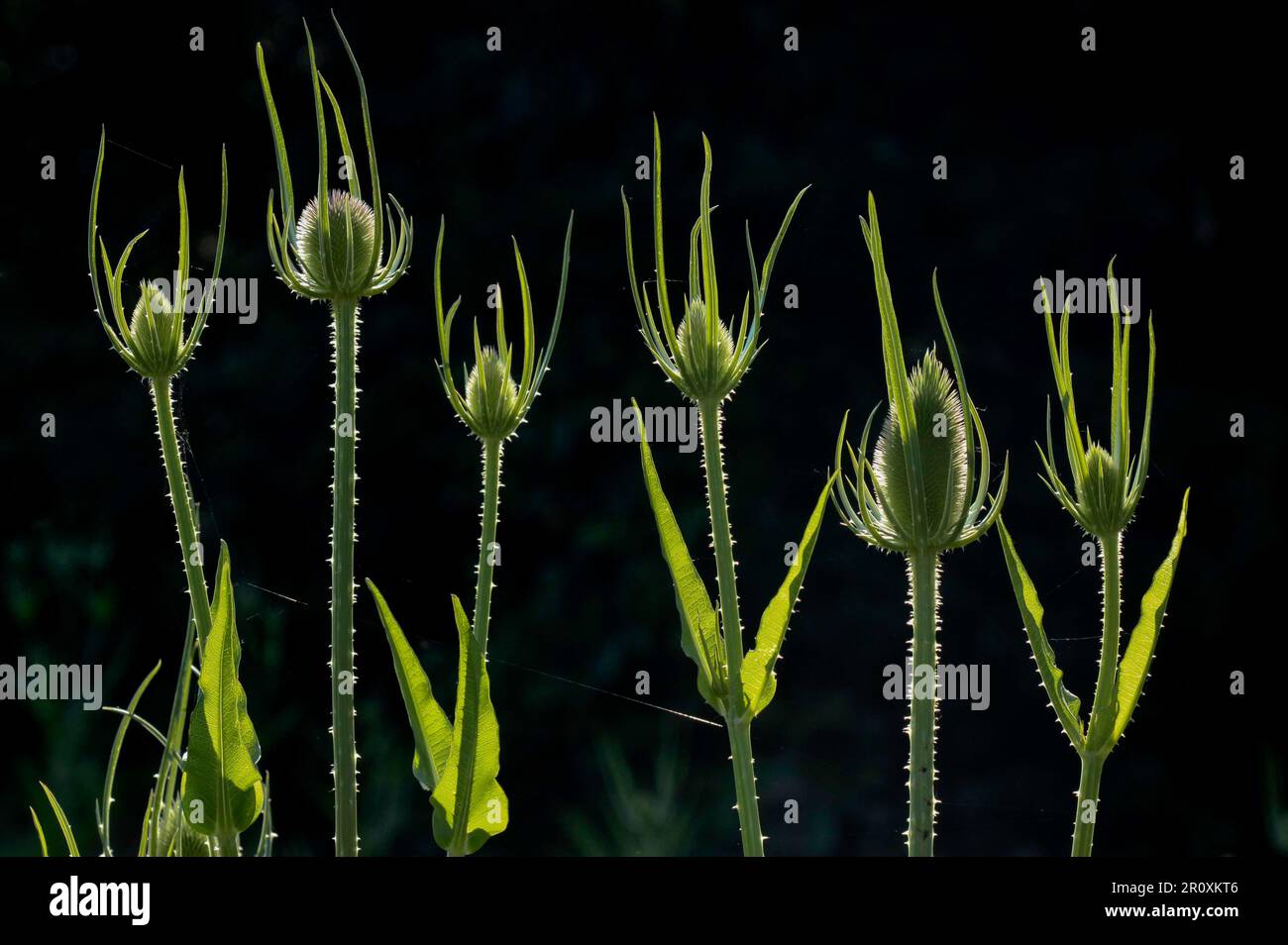 Cardère sauvage. Thé sauvage (Dipsacus fullonum) en jachère florale, Suisse Banque D'Images