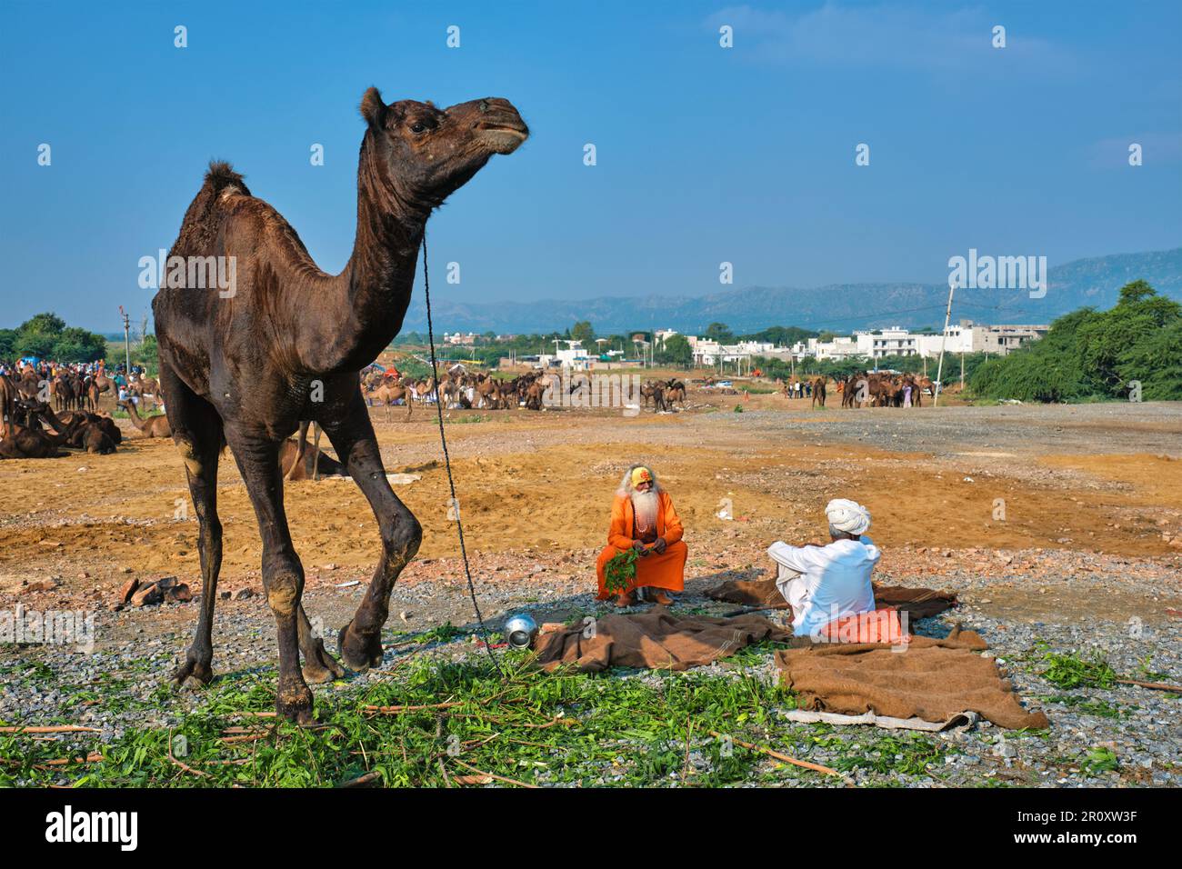 Hommes et chameaux indiens à la foire aux chameaux de Pushkar (Pushkar Mela) Banque D'Images