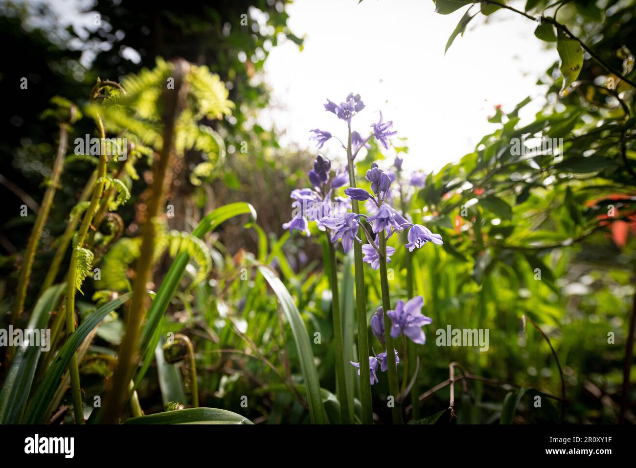 Bluebell Flower dans un jardin boisé Banque D'Images