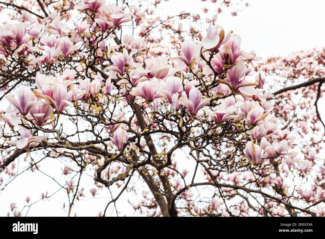 Magnolia en fleurs dans un ciel lumineux et ensoleillé Banque D'Images
