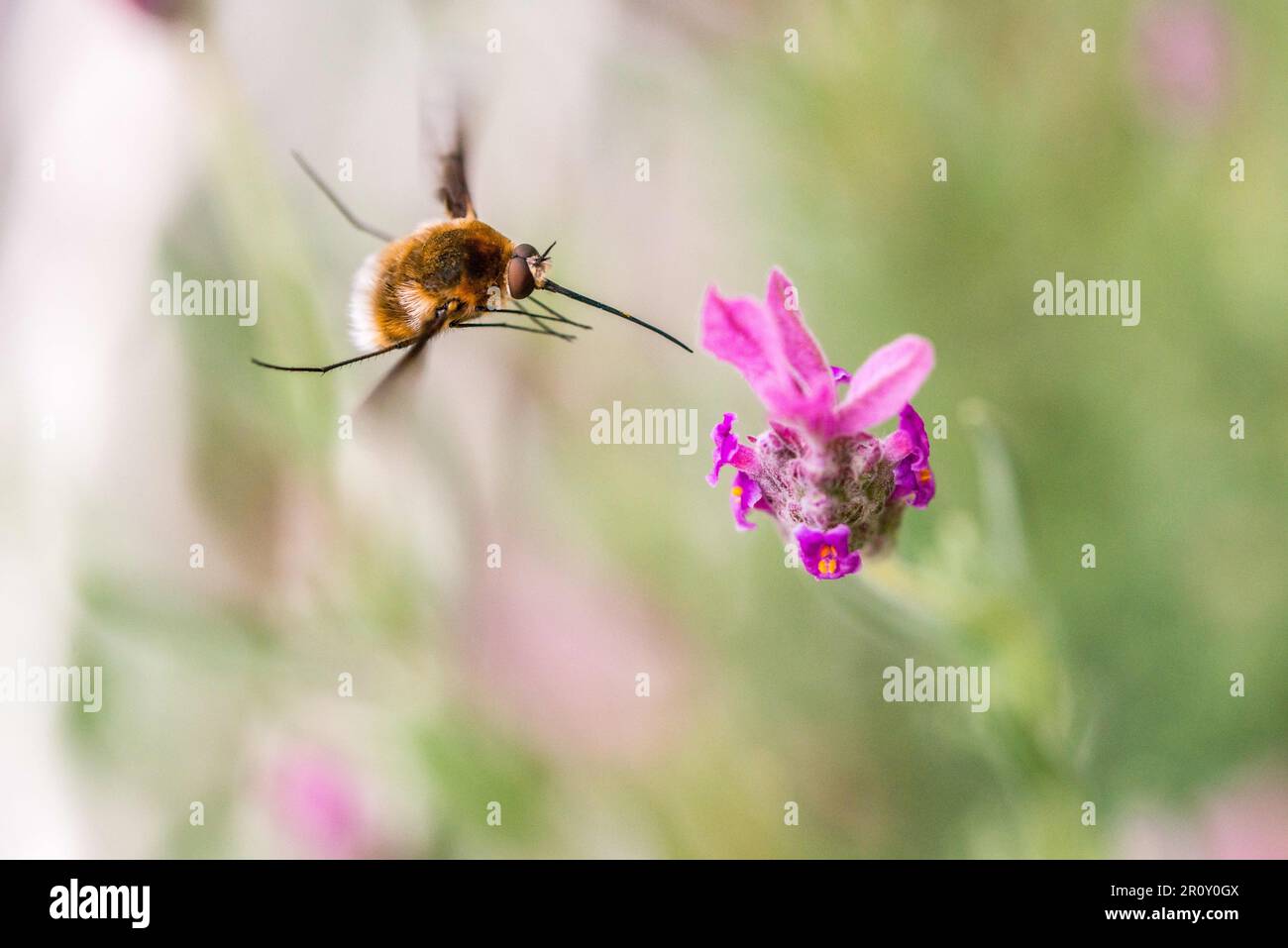 Grande mouche d'abeille (Grand Bombyle) , Occitanie, France. Photo de Denis Prezat/ABACAPRESS.COM Banque D'Images