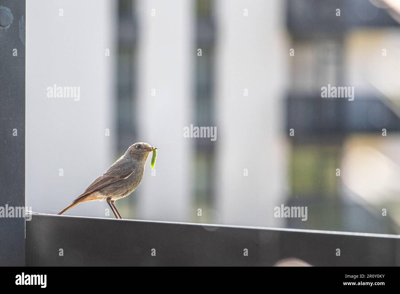 Beau Redstart commun (Phoenicurus phoenicurus), petit oiseau de passereau avec une chenille verte ou ver dans son bec sur le balcon Banque D'Images