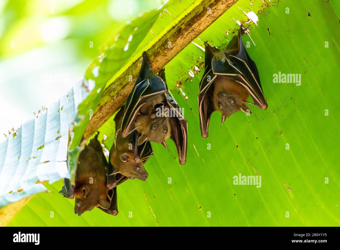 Des chauves-souris dormanteuses à l'envers suspendues sous une feuille de banane pour éviter la lumière du soleil à l'intérieur de la forêt tropicale en Thaïlande. L'un d'entre eux tient un bébé dans le wi Banque D'Images