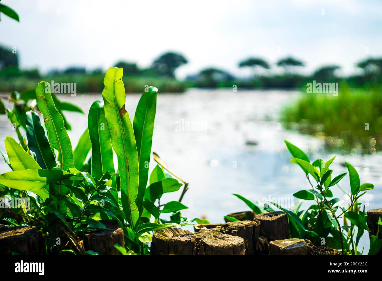 fleurs et feuilles colorées, roses à gros pétale, fleurs à petits pétale, pétales ovales, feuilles vertes de différentes tailles plus grandes qu'une main Banque D'Images