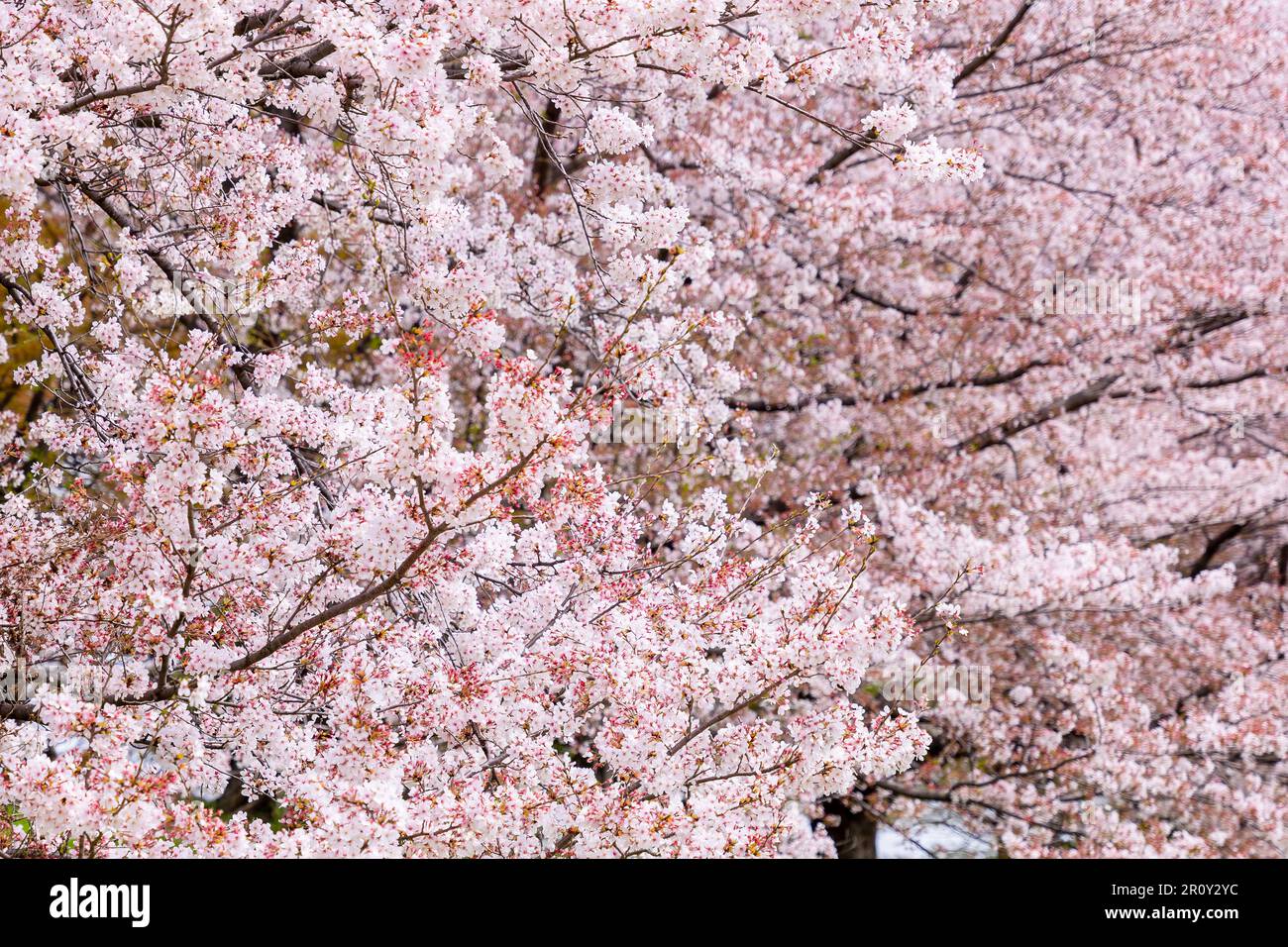 Un gros plan d'un arbre avec des fleurs de cerisier roses Banque D'Images
