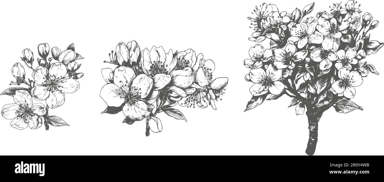 Style moderne minimaliste à l'encre de ligne dessinée à la main.dessin de fleurs et de feuilles de sakura.Illustration de fleurs de cerisier sur fond blanc. Illustration de Vecteur