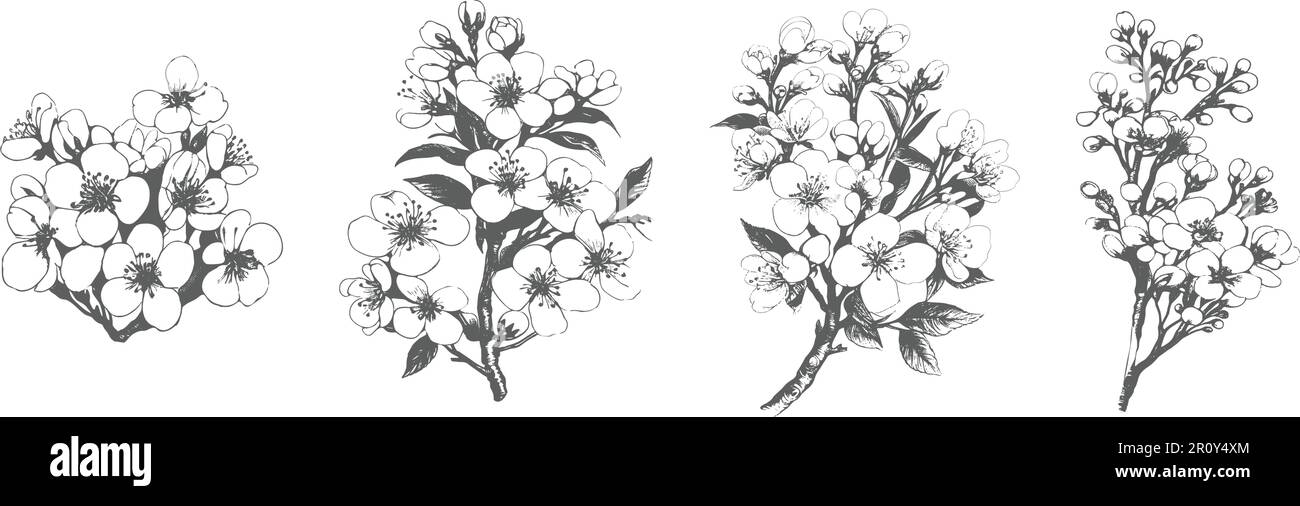 Dessin fleurs de cerisier tatouage Banque d'images noir et blanc - Alamy